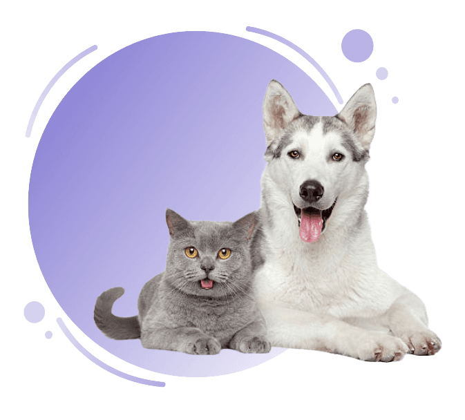 Pets